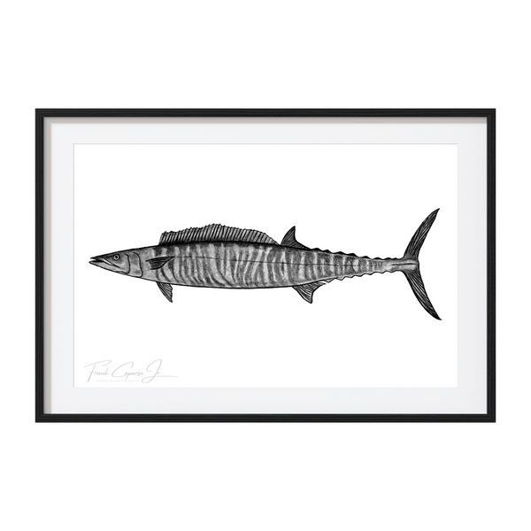 Wahoo Pencil Drawing Print No. 1