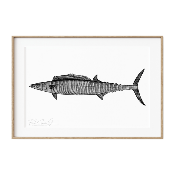 Wahoo Pencil Drawing Print No. 1