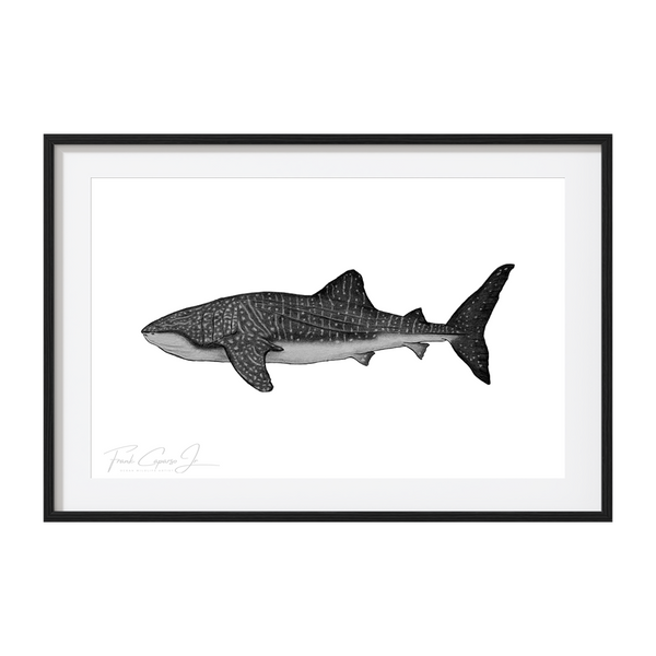 Whale Shark Pencil Drawing Print No. 2