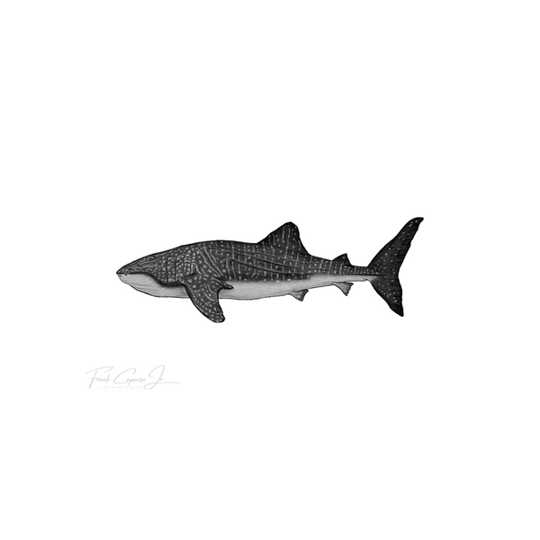 Whale Shark Pencil Drawing Print No. 2