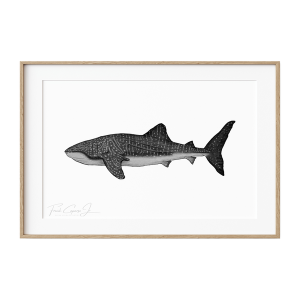 Whale Shark Pencil Drawing Print No. 2